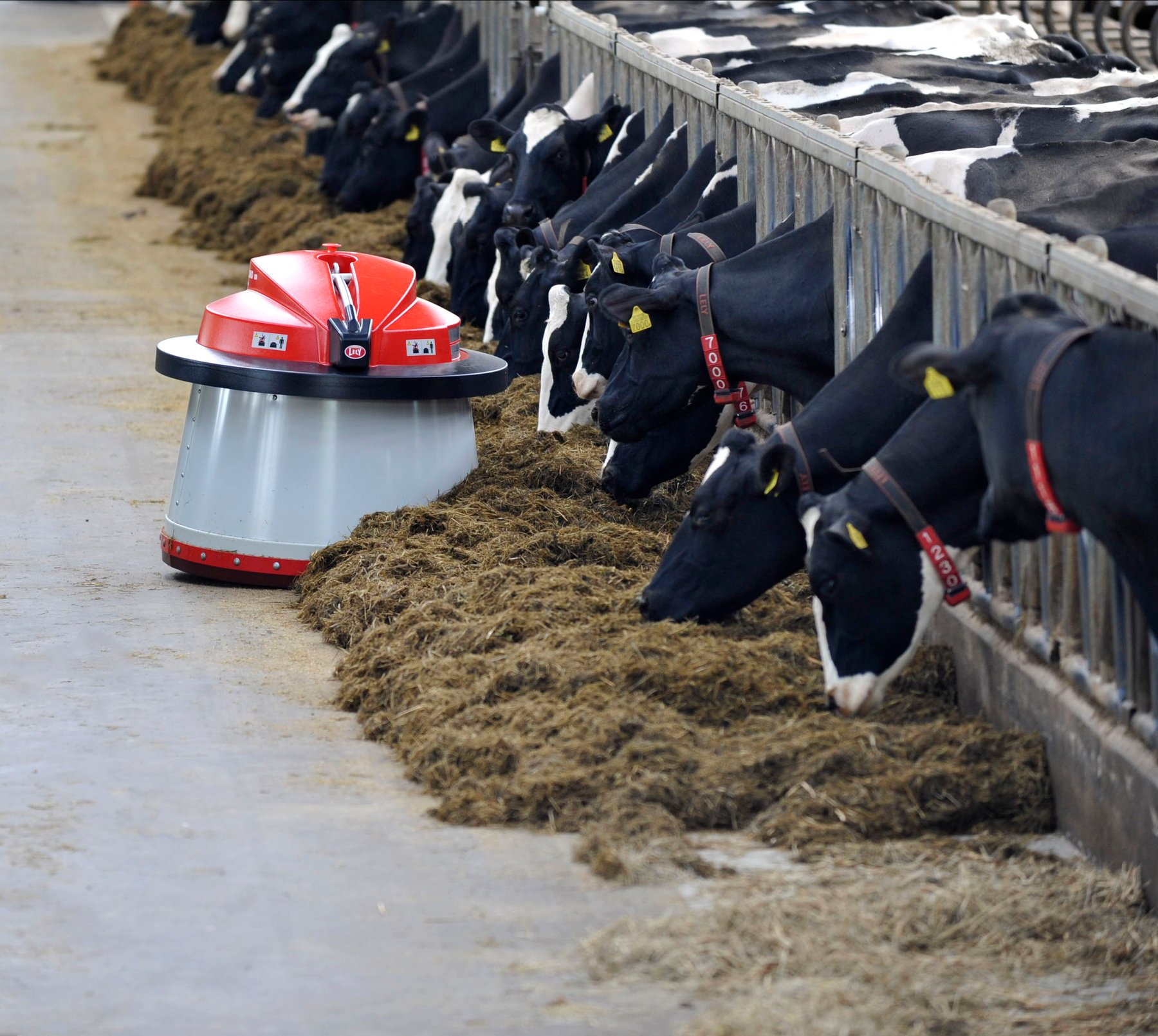3 Ways Using Dairy Robots Improves Herd Health and Production
